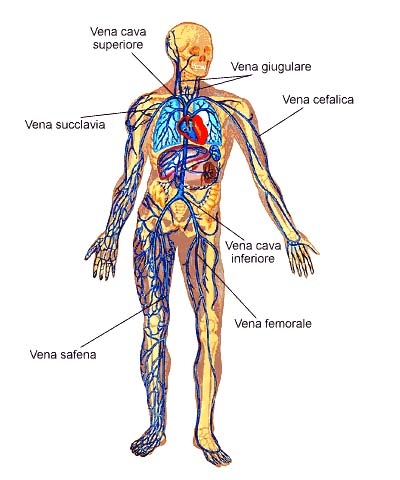 immagini sistema circolatorio